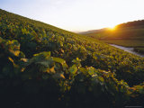 Buy Vineyards, Champagne, France at AllPosters.com