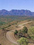 Umbrella Wattles, Bunyeroo Valley, Flinders Range, South Australia, Australia