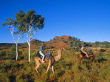 Buy Camel Riders, Alice Springs, Northern Territories, Australia at AllPosters.com
