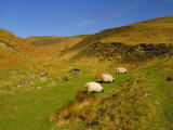 Buy Sheep in the Cheviot Hills, Near Wooler, Northumbria, England at AllPosters.com