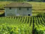 Buy Vineyards and Farm House Near Jonjieux in Savoie in the Rhone Alpes, France at AllPosters.com