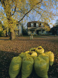 Buy Bags of Fallen Autumn Leaves, Toronto, Ontario, Canada, North America at AllPosters.com
