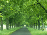 Buy Trees Line Rural Road Near Orcival in the Auvergne, France at AllPosters.com