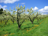 Buy Blossom on Pear Trees in Orchard, Holt Fleet, Worcestershire, England, UK, Europe at AllPosters.com