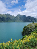 Buy Yellow Lupins Beside Lake Wakatipu, Canterbury, South Island, New Zealand at AllPosters.com