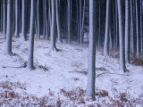 Buy Tree Trunks Covered in Snow in Cumbria, England at AllPosters.com