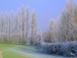 Buy Hoar Frost on Trees in Kent, England at AllPosters.com