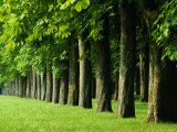 Line of Trees, Touraine, Centre, France, Europe