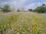 Buy Spring Flowers in Foreground and Columns of the 7th/8th Century Basilica at Ancient Abila, Jordan at AllPosters.com