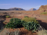 Buy View North from Jebel Al Samerat, Spring Growth in Foreground, Wadi Rum, Jordan, Middle East at AllPosters.com