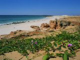 May Flowring Ipomoea Pes Caprae Ssp Brasiliensis (Convolvulus), Western Australia, Australia