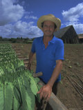 Harvesting Tobacco, Cuba, West Indies