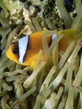 Buy Close-Up of Clown Fish and Sea Anemones, off Sharm El-Sheikh, Sinai, Red Sea, Egypt at AllPosters.com