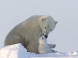 Buy Polar Bear with a Cub, (Ursus Maritimus), Churchill, Manitoba, Canada at AllPosters.com