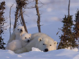 Buy Polar Bear with Cubs, (Ursus Maritimus), Churchill, Manitoba, Canada at AllPosters.com
