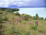 Buy Wild Lupins Beside Lake Pukaki, Canterbury, New Zealand at AllPosters.com