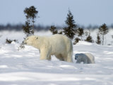 Buy Polar Bear with a Cub, (Ursus Maritimus), Churchill, Manitoba, Canada at AllPosters.com