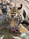 Bengal Tiger, (Panthera Tigris Tigris), Bandhavgarh, Madhya Pradesh, India