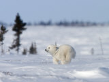 Polar Bear Cub, (Ursus Maritimus), Churchill, Manitoba, Canada