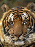 Portrait of an Indo Chinese Tiger, Tiger Sanctuary, Khao Pardap Chan, Thailand