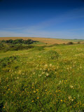 Wild Flowers on the Downland of the South Downs at East Dean, England, UK