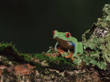 Red Eye Treefrog (Agalychnis Callidryas), in Captivity, from Central America