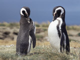 Magellan Penguins, Patagonia, Chile, South America