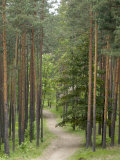Buy Path Through Pine Forest, Near Riga, Latvia, Baltic States, Europe at AllPosters.com