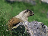Hoary Marmot (Marmotta Caligata), Banff National Park, Alberta, Canada, North America