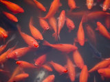 Buy Goldfish in Pond, Beihai Park, Beijing, China, Asia at AllPosters.com