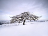 Buy Tree in Winter Snow, North York Moors National Park, North Yorkshire, England at AllPosters.com