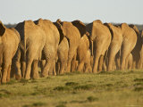 Buy Line of African Elephants (Loxodonta Africana), Addo Elephant National Park, South Africa, Africa at AllPosters.com