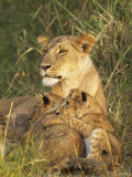 Lioness with Two Cubs (Panthera Leo), Masai Mara Game Reserve, Kenya, East Africa, Africa
