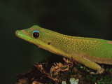 Gold Dust Day Gecko (Phelsuma Laticauda), in Captivity, from Madagascar, Africa