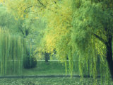 Trees and Lake, Purple Bamboo Park, Beijing, China, Asia