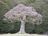 Old Beech Tree, Canaan Downs, South Island, New Zealand, Pacific