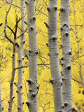 Buy Aspen Trunks and Fall Foliage, Near Telluride, Colorado, United States of America, North America at AllPosters.com