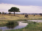 Buy African Elephant (Loxodonta Africana), Tarangire National Park, Tanzania, East Africa, Africa at AllPosters.com