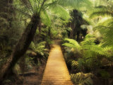 Buy Boardwalk Through Rainforest, Maits Rest, Great Otway National Park, Victoria, Australia, Pacific at AllPosters.com