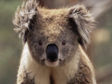 Koala Bear (Phascolarctos Cinereus), Phillip Island, Victoria, Australia, Pacific