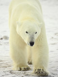 Polar Bear (Thalarctos Maritimus), Churchill, Manitoba, Canada, North America