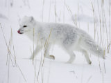 Arctic Fox (Alopex Lagopus) Running in Snow, Near Churchill, Manitoba, Canada, North America
