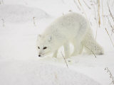 Arctic Fox (Alopex Lagopus) in Snow, Churchill, Manitoba, Canada, North America