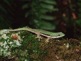 Lined Day Gecko (Phelsuma Lineata), in Captivity, from Madagascar, Africa