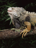 Green Iguana (Iguana Iguana) in Captivity, from Central South America