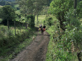 Buy Dog Leads the Way for Donkey and Keeper, Near Cotopaxi Volcano, Ecuador, South America at AllPosters.com