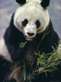 Buy Panda Eating Bamboo at AllPosters.com