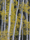 Aspen Trunks and Fall Foliage, Near Telluride, Colorado, United States of America, North America