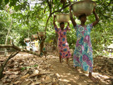 Cocoa Producing Village, Kumasi, Ghana, West Africa, Africa