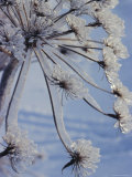 Buy Close-up of 'Jewels' of Ice on a Plant, Norway, Scandinavia, Europe at AllPosters.com